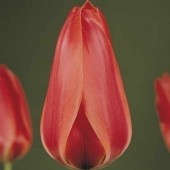Тюльпан Diantha