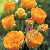 Тюльпан Double Beauty of apeldoorn