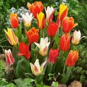 Тюльпан Dwerg Tulipa Mix