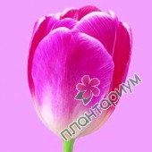 Тюльпан Flower power