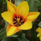 Тюльпан Flowerdale