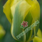 Тюльпан Formosa