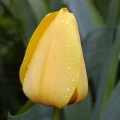 Тюльпан Golden Apeldoorn