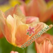 Тюльпан Holland Beauty