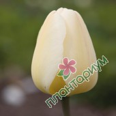 Тюльпан Ivory Floradale