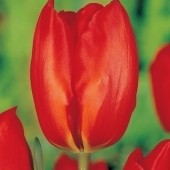 Тюльпан Lalibela