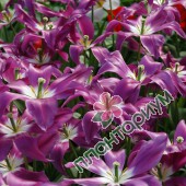 Тюльпан Lilac Time