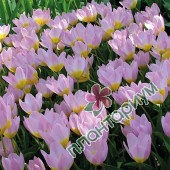 Тюльпан Lilac Wonder