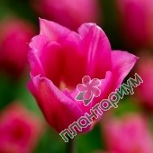Тюльпан Lilyrosa