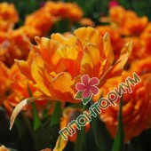 Тюльпан Multi orange design