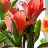 Тюльпан Oriental Beauty