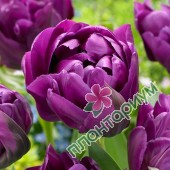 Тюльпан Peony Purple