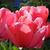 Тюльпан Pink Emperor