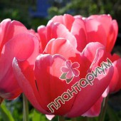 Тюльпан Pink Emperor