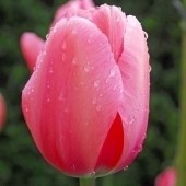Тюльпан Pink Impression