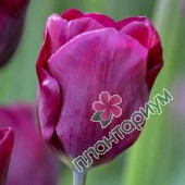 Тюльпан Purple Lady