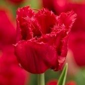Тюльпан Red Wing