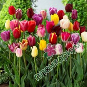 Тюльпан Tulipa gemengd