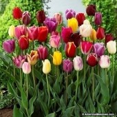 Тюльпан Tulipa Mix