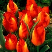 Тюльпан Vvedenskyi Tangerine Beauty