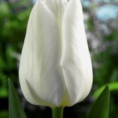 Тюльпан White dynasty