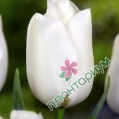Тюльпан White prince