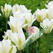 Тюльпан White Spring Green