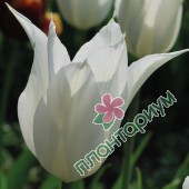 Тюльпан White Triumphator