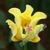 Тюльпан Yellow Crown
